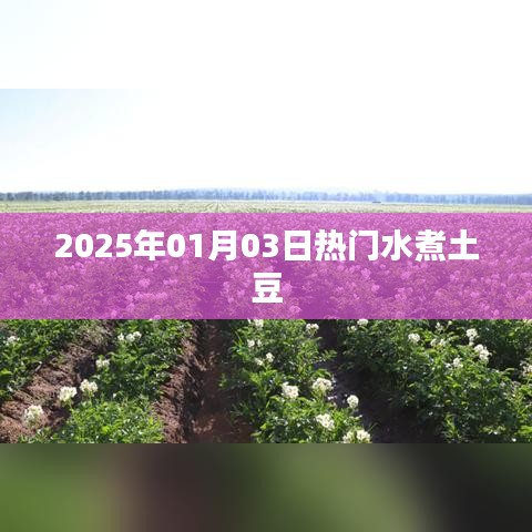 2025年1月3日土豆水煮热潮来袭
