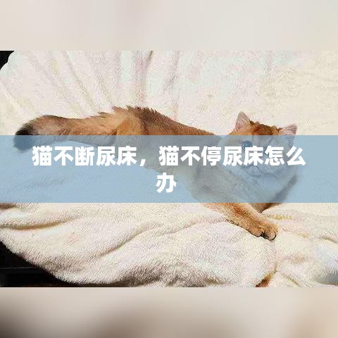 猫不断尿床，猫不停尿床怎么办 