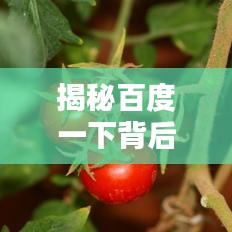 揭秘百度一下背后的梗，究竟是何神秘力量？