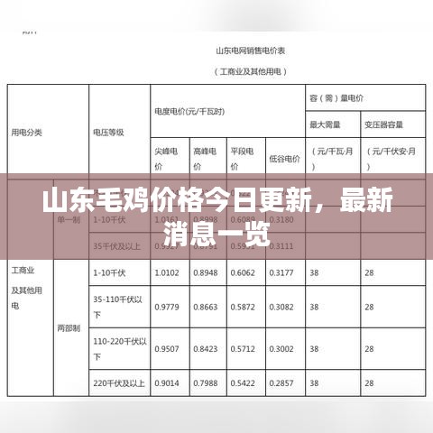 山东毛鸡价格今日更新，最新消息一览