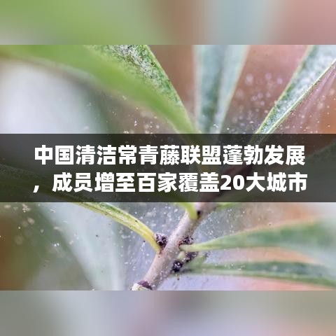中国清洁常青藤联盟蓬勃发展，覆盖20大城市，成员增至百家