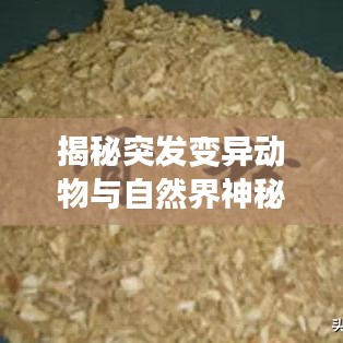 揭秘突发变异动物与自然界神秘现象，揭秘未知的自然奥秘