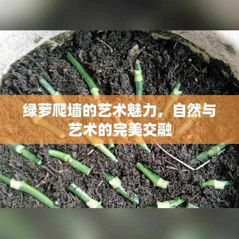 绿萝爬墙的艺术魅力，自然与艺术的完美交融