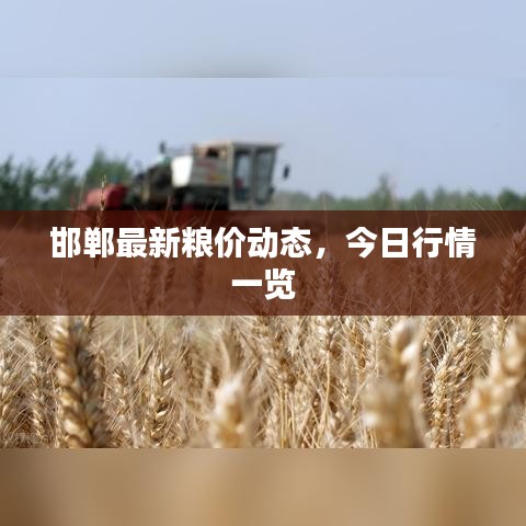 邯郸最新粮价动态，今日行情一览