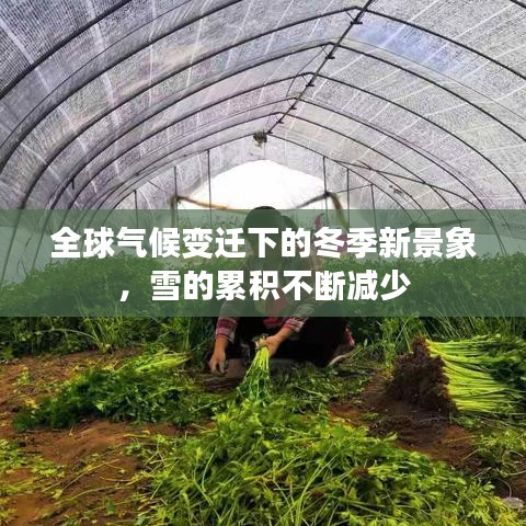 全球气候变迁下的冬季新景象，雪的累积不断减少