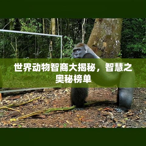 世界动物智商大揭秘，智慧之奥秘榜单