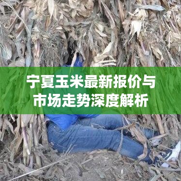 宁夏玉米最新报价与市场走势深度解析