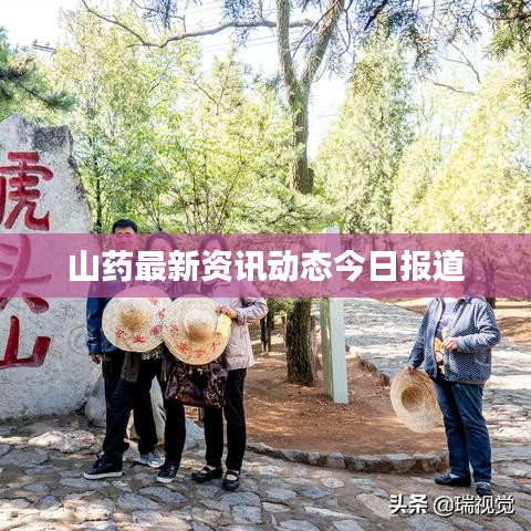 山药最新资讯动态今日报道