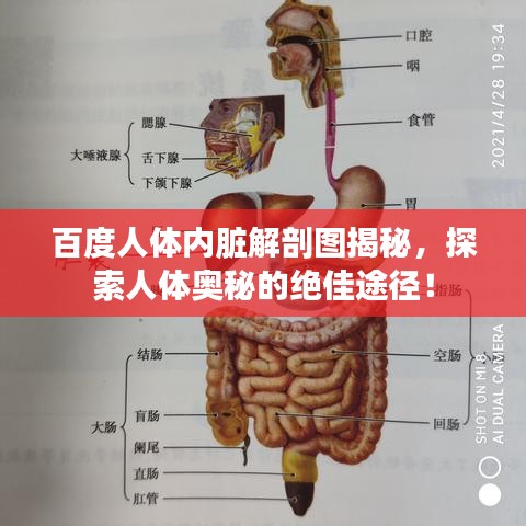百度人体内脏解剖图揭秘，探索人体奥秘的绝佳途径！