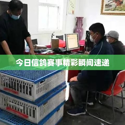 今日信鸽赛事精彩瞬间速递