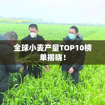 全球小麦产量TOP10榜单揭晓！