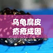 乌龟腐皮疥疮成因揭秘，治疗与预防全攻略！