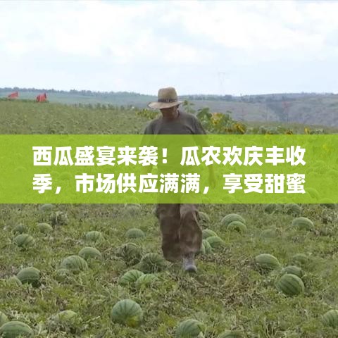 西瓜盛宴来袭！瓜农欢庆丰收季，市场供应满满，享受甜蜜盛宴！