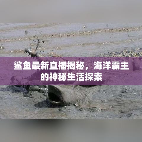 鲨鱼最新直播揭秘，海洋霸主的神秘生活探索