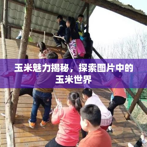 玉米魅力揭秘，探索图片中的玉米世界