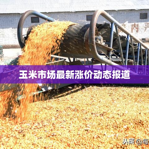 玉米市场最新涨价动态报道
