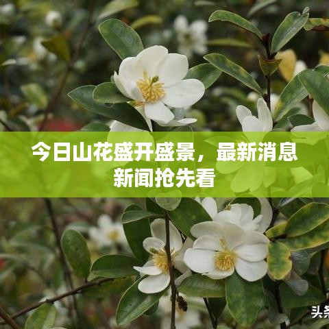 今日山花盛开盛景，最新消息新闻抢先看
