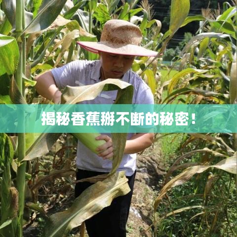 揭秘香蕉掰不断的秘密！