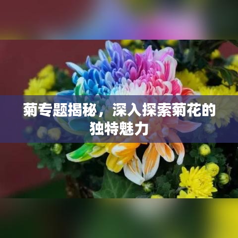 菊专题揭秘，深入探索菊花的独特魅力