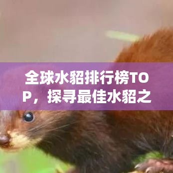 全球水貂排行榜TOP，探寻最佳水貂之选！