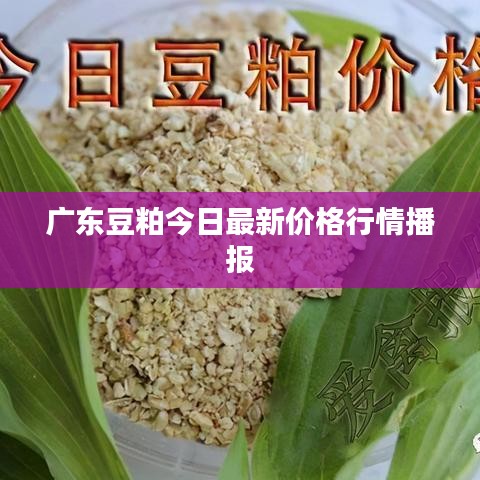 广东豆粕今日最新价格行情播报