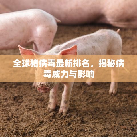 全球猪病毒最新排名，揭秘病毒威力与影响
