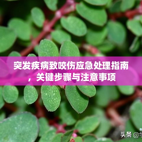 突发疾病致咬伤应急处理指南，关键步骤与注意事项