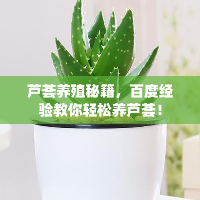 芦荟养殖秘籍，百度经验教你轻松养芦荟！