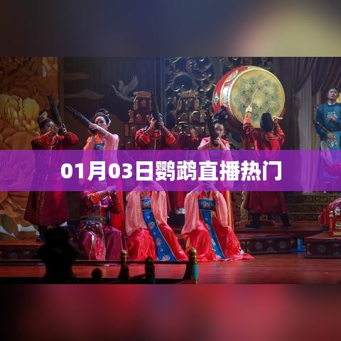 鹦鹉直播热门盛宴，揭秘背后的故事