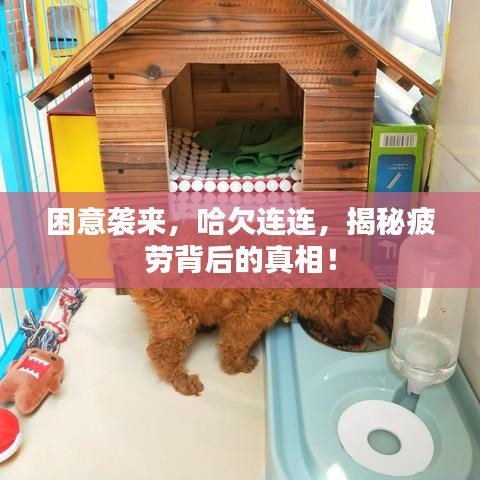 困意袭来，哈欠连连，揭秘疲劳背后的真相！