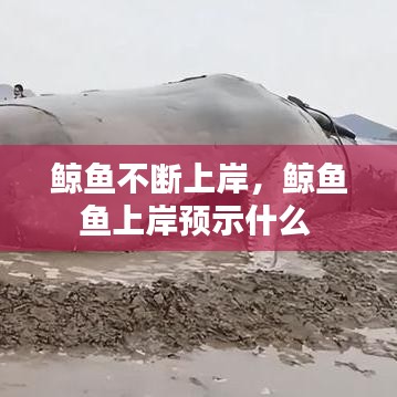 鲸鱼不断上岸，鲸鱼鱼上岸预示什么 