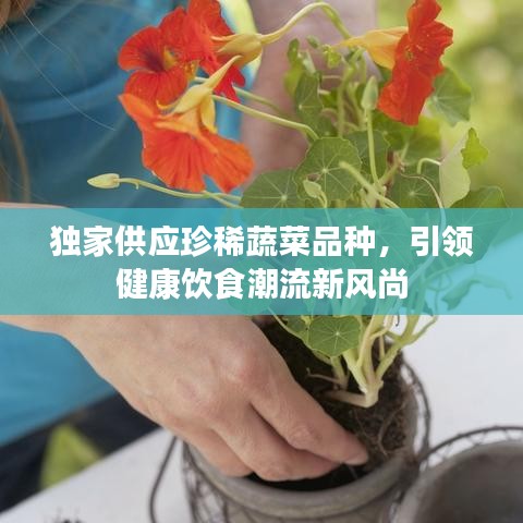 独家供应珍稀蔬菜品种，引领健康饮食潮流新风尚