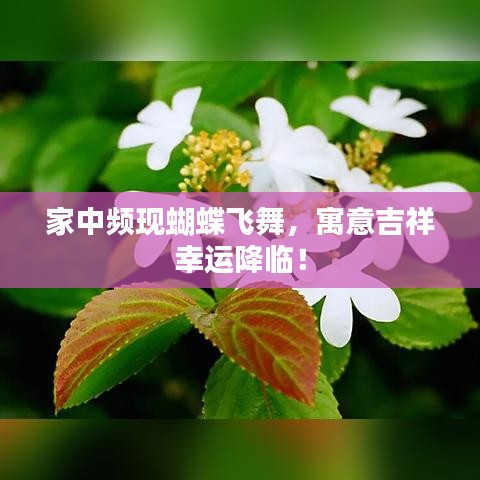 家中频现蝴蝶飞舞，寓意吉祥幸运降临！