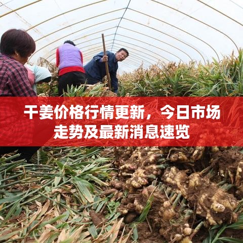 干姜价格行情更新，今日市场走势及最新消息速览