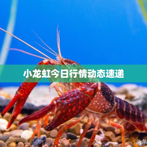 小龙虹今日行情动态速递