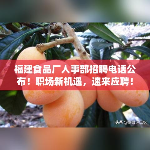 福建食品厂人事部招聘电话公布！职场新机遇，速来应聘！