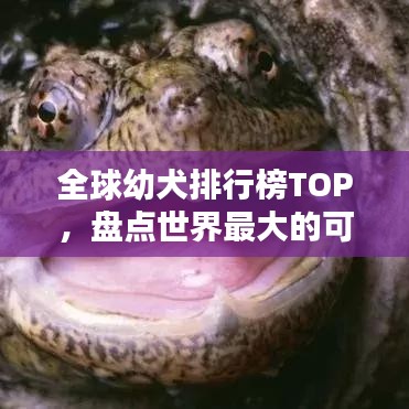 全球幼犬排行榜TOP，盘点世界最大的可爱幼犬！