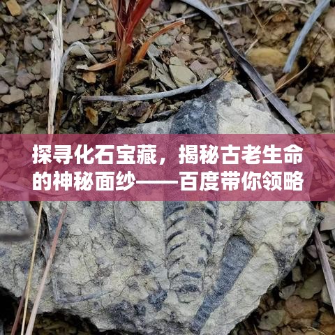 探寻化石宝藏，揭秘古老生命的神秘面纱——百度带你领略化石魅力