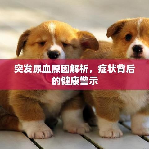 突发尿血原因解析，症状背后的健康警示