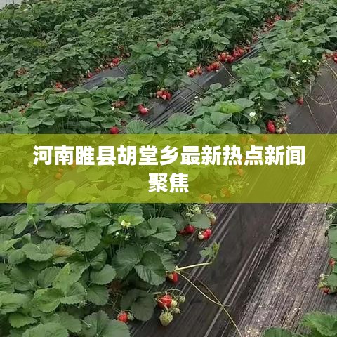 河南睢县胡堂乡最新热点新闻聚焦