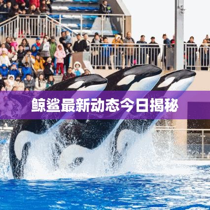 鲸鲨最新动态今日揭秘