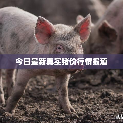 今日最新真实猪价行情报道