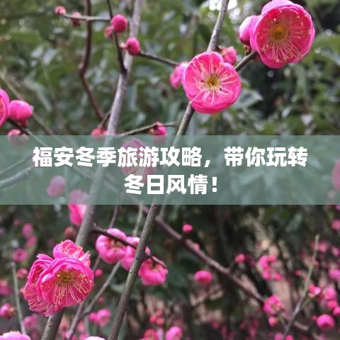 福安冬季旅游攻略，带你玩转冬日风情！