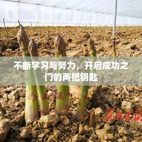 不断学习与努力，开启成功之门的两把钥匙