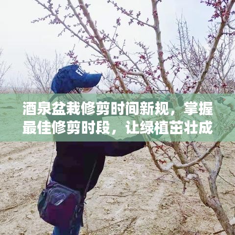 酒泉盆栽修剪时间新规，掌握最佳修剪时段，让绿植茁壮成长！