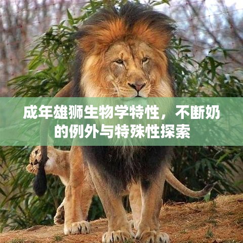 成年雄狮生物学特性，不断奶的例外与特殊性探索