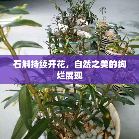 石斛持续开花，自然之美的绚烂展现