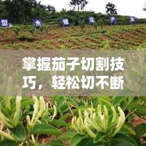 掌握茄子切割技巧，轻松切不断！