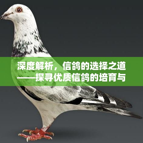 深度解析，信鸽的选择之道——探寻优质信鸽的培育与寻找之路