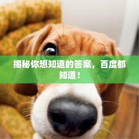 揭秘你想知道的答案，百度都知道！